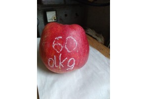  Jonagored - jabłko o wadze 0,600 kg [foto: Małgorzata] 