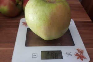  Mutsu - jabłko o wadze 0,787 kg [foto: Dagmara] 