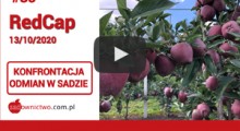 Zbieramy jabłka odmiany RedCap - czy warto było przerzedzać?