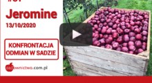 Jabłka Jeromine - Red Delicious w drugim roku po posadzeniu