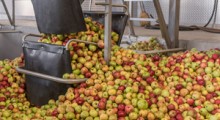 Wielka szkoda dla krajowego sadownictwa, producentów jabłek!