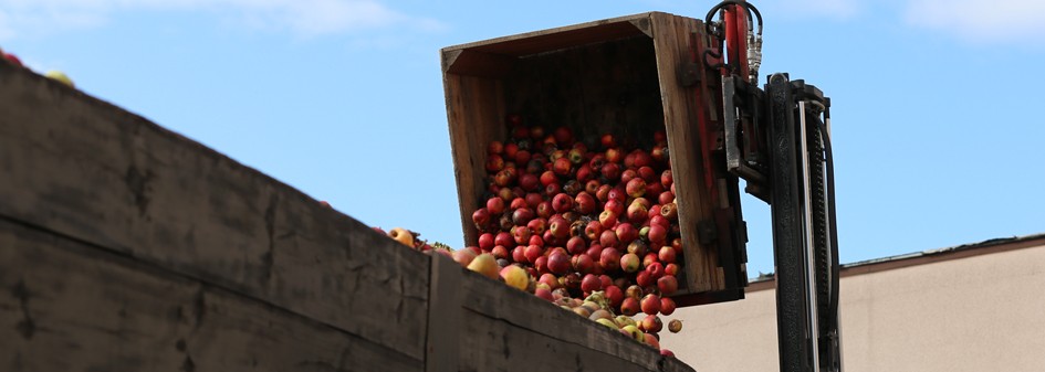 Ceny jabłek przemysłowych coraz wyższe ! 