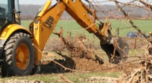 Karczowanie sadów we Włoszech. Szukają alternatyw w uprawie owoców