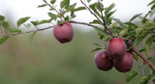 Na Ukrainie brakuje jabłek wysokiej jakości 