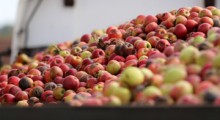 Jabłka przemysłowe: UOKiK jest problem, ale nie ma zmowy cenowej