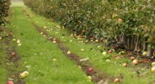Zastrzelony podczas zbierania jabłek 