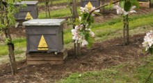 Szczepionka uratuje pszczoły ?