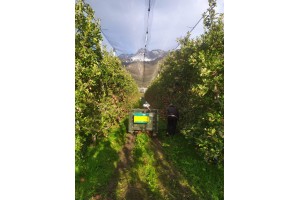  Kończą się zbiory jabłek w rejonie Południowego Tyrolu