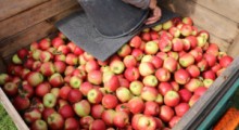 Rosja: Zbiory jabłek w 2020 roku