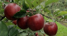Turcja: Zbiory jabłek w 2020 roku 