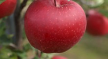 Sadownicy stawiają na nowe odmiany jabłoni