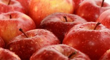 Kanada: Zbiory jabłek w 2020 roku 