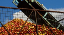 Jurgiel: Ardanowski powinien odpowiedzieć za skup jabłek 