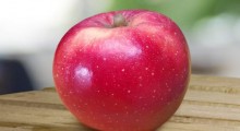 Pierwsze jabłka odporne na wysoką temperaturę ! 