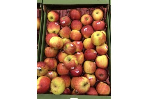  Jabłka odmiany Szampion za 1,75 zł za kg
