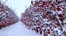 Miliony jabłek pod śniegiem 