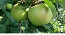 Odmiany jabłoni do intensywnego sadu ekologicznego
