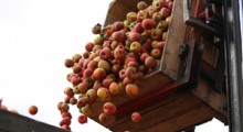 Produkcja jabłek w Polsce ukierunkowana jest na przemysł ?!