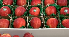 Pomysł na jabłka, czyli Owocowa paczka od grupy Sad Export