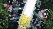 Polski kombajn Grunner - zbiór jabłek to początek