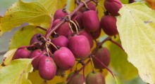 Owoce mało znanych gatunków sadowniczych pożądane w przetwórstwie