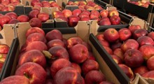 Appolonia: Jak handluje się polskim jabłkiem w obecnym sezonie