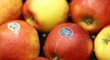 Powolny handel jabłkiem i stagnacja na europejskim rynku