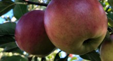 Jak klimat wpływa na uprawę jabłoni ?