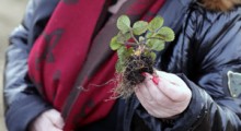 Ocena stanu plantacji truskawek. ODMIANY, USZKODZENIA mrozowe