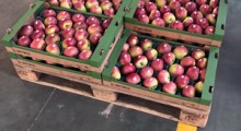 Tylko polskie jabłka w polskich sklepach - To byłby precedens?!