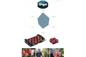  Charakterystyka odmiany jabłek Giga - część 2