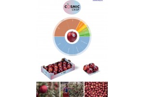  Charakterystyka odmiany jabłek Cosmic CRISP - część 2