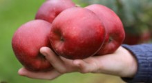 Instytut Ogrodnictwa zajmie się poprawą jakości owoców 
