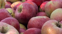Rosyjski rynek jabłek po embargu - Analiza OSW, kto zyskał, kto stracił