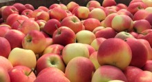 Azerbejdżańskie jabłka wracają do Rosji 