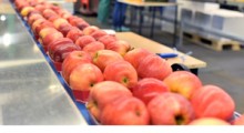 Jędrność, wielkość, odmiany i ceny - Jakie jabłka kupują grupy ? 