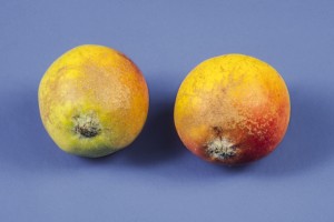  Zniekształcone owoce są charakterystycznie ordzawione, co obniża ich wartość handlową.