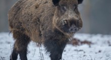 Szacowanie szkód łowieckich i nadzór nad kołami łowieckimi