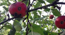 Nietypowy parch jabłoni w Chinach i we Włoszech