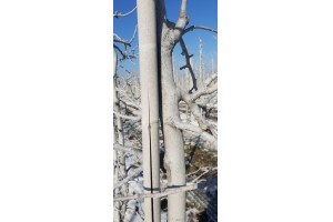  Obecnie bielenie drzew to gł&oacute;wnie op&oacute;źnienie startu wegetacji drzew w sadzie.