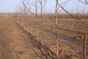  Jak duże są uszkodzenia mrozowe wywołane ujemnymi temperaturami ?