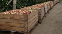 WAPA: Prognoza zbiorów jabłek na półkuli południowej w 2021 roku  