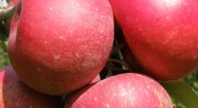 Jabłka o czerwonym miąższu – czy mają szansę podbić polski rynek ? 