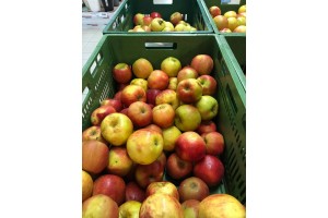  Fot 1. Ceny i jakość jabłek w Intermarche