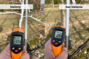 Por&oacute;wnanie temperatury z pni drzew bielonych i drzew bez bielenia [pomiar nr 2]
Jabłonie - 3 letnie drzewa 
