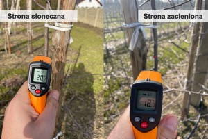Por&oacute;wnanie temperatury - z pni drzew - strona słoneczna / strona zacieniona
Jabłonie - 3 letnie drzewa 