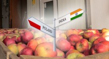 Eksport polskich jabłek do Indii – NOWE zasady od 1 marca 2021 roku ! 