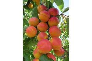  Owoce odmiany ‘Bella’
Fot. M. Szymajda 
