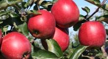 Rządowy zakaz importu jabłek w Lesotho 