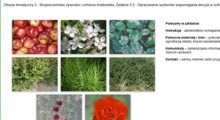 HortiOchrona - internetowy system wspierający integrowaną ochronę roślin